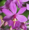 Epidendrum ciclam-1