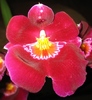 Miltonia-1