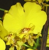 Oncidium-1