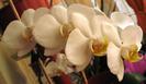 Phalaenopsis alb