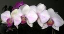 Phalaenopsis alb cu ciclam