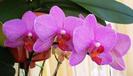 Phalaenopsis ciclam