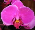 Phalaenopsis ciclam inchis-1