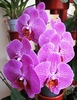 Phalaenopsis ciclam tigrat