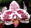 Phalaenopsis cu buline visinii-1