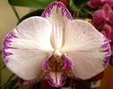 Phalaenopsis cu danteluta-1