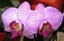 Phalaenopsis cu liniute ciclam