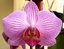 Phalaenopsis cu liniute ciclam-1