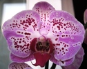 Phalaenopsis cu ochisori-1