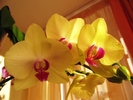 Phalaenopsis galben cu ciclam