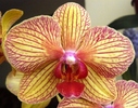 Phalaenopsis galben cu rosu-1