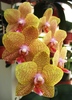 Phalaenopsis galben pestrita
