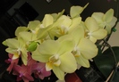 Phalaenopsis galben-vernil