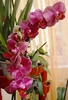 Phalaenopsis Iulia