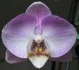Phalaenopsis maxi-1