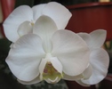 Phalaenopsis midi alb