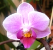 Phalaenopsis midi roz-1