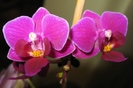 Phalaenopsis mini ciclam