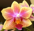Phalaenopsis mini galben-1