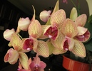 Phalaenopsis pelorica