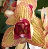 Phalaenopsis pelorica-1