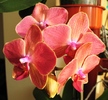 Phalaenopsis portocaliu