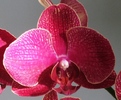Phalaenopsis rosu-1