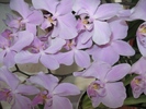 Phalaenopsis roz