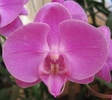 Phalaenopsis roz Kati-1