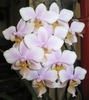 Phalaenopsis schilleriana