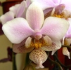Phalaenopsis schilleriana-1