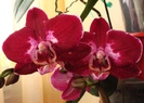 Phalaenopsis visiniu cu alb