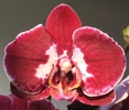 Phalaenopsis visiniu cu alb-1