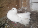 31689575_KOBAHWFNH