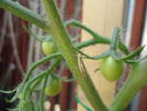 Tomato Alicante (2009, June 07)