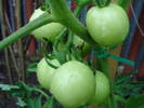 Tomato Alicante (2009, June 23)