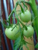 Tomato Alicante (2009, June 23)