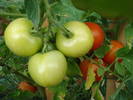 Tomato Alicante (2009, August 05)