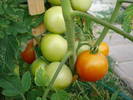 Tomato Alicante (2009, August 05)