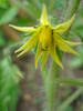 Tomato Cuor di Bue, flower (2009, Jun.17)