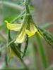 Tomato Rio Grande, flower (2010, Jun.24)