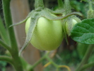 Tomato Rio Grande (2010, July 10)