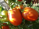 Tomato Rio Grande (2010, August 24)