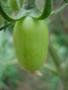 Tomato San Marzano Nano (2010, Jul.10)