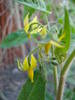 Tomato Tamina, flower (2009, May 24)