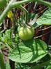 Tomato Tamina (2009, June 04)