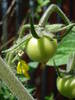 Tomato Tamina (2009, June 04)