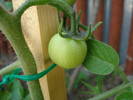 Tomato Tamina (2009, June 07)