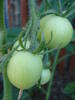 Tomato Tamina (2009, June 13)