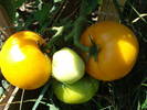 Tomato Zloty Ozarowski (2009, July 28)